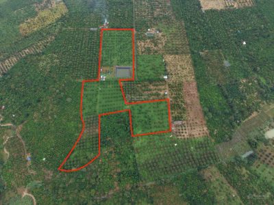 Bán lô đất rẫy đẹp 2.7ha vườn sầu riêng xen cà phê tơ Ea Nho, Krông Búk