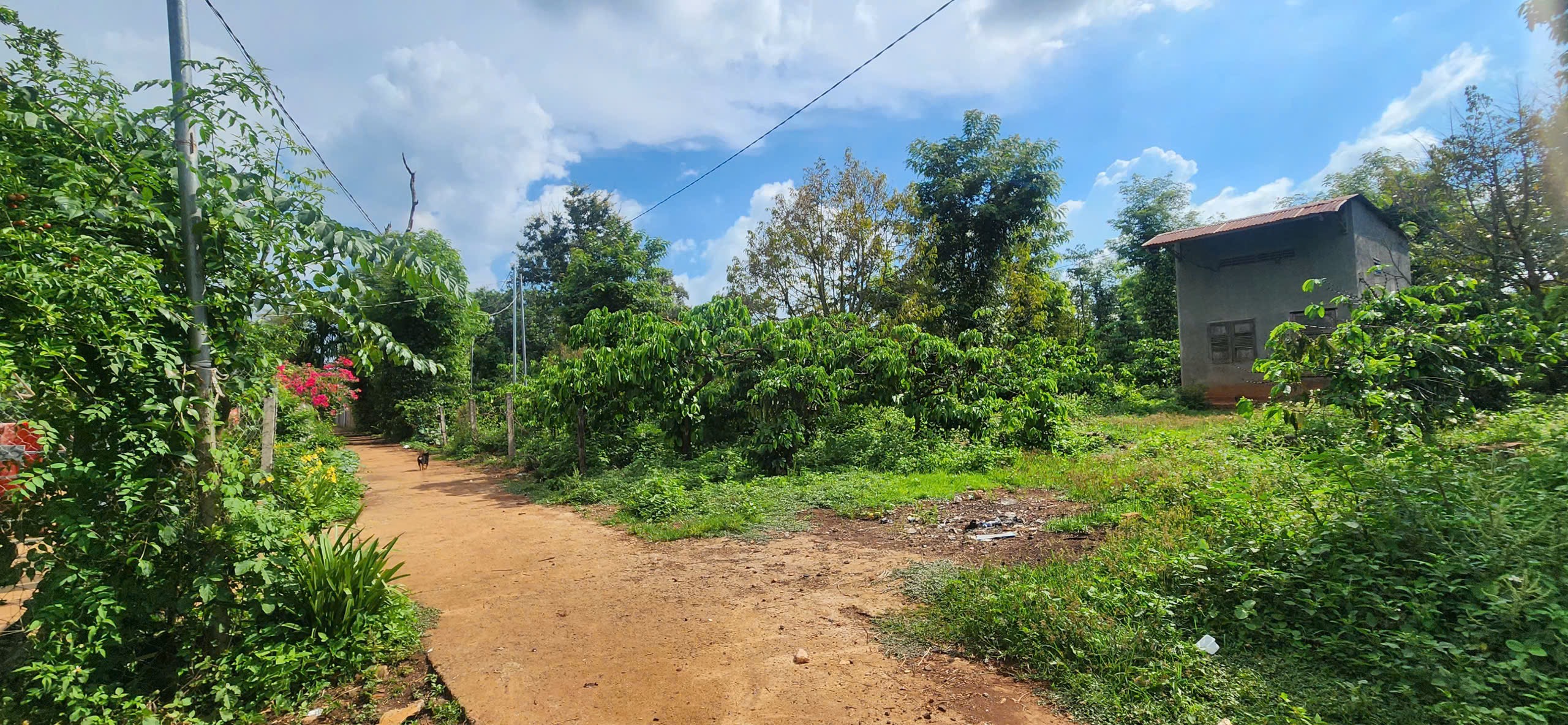 Bán Đất CLN 7200m² Phường Eakao BMT – Mặt Tiền 120m, Giá 680 Triệu/Sào