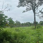 Bán Đất CLN 3000m² Hòa Xuân Buôn Ma Thuột – 2 Tỷ 700 Triệu Góc 2 Mặt Tiền - ảnh 3