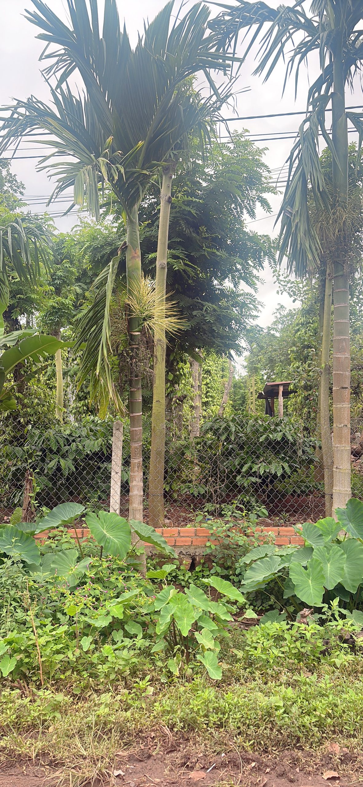 Bán Đất Nền 200m² Buôn Huê Ea Kao BMT – Đường Nhựa Ô Tô Tránh, Giá 790 Triệu