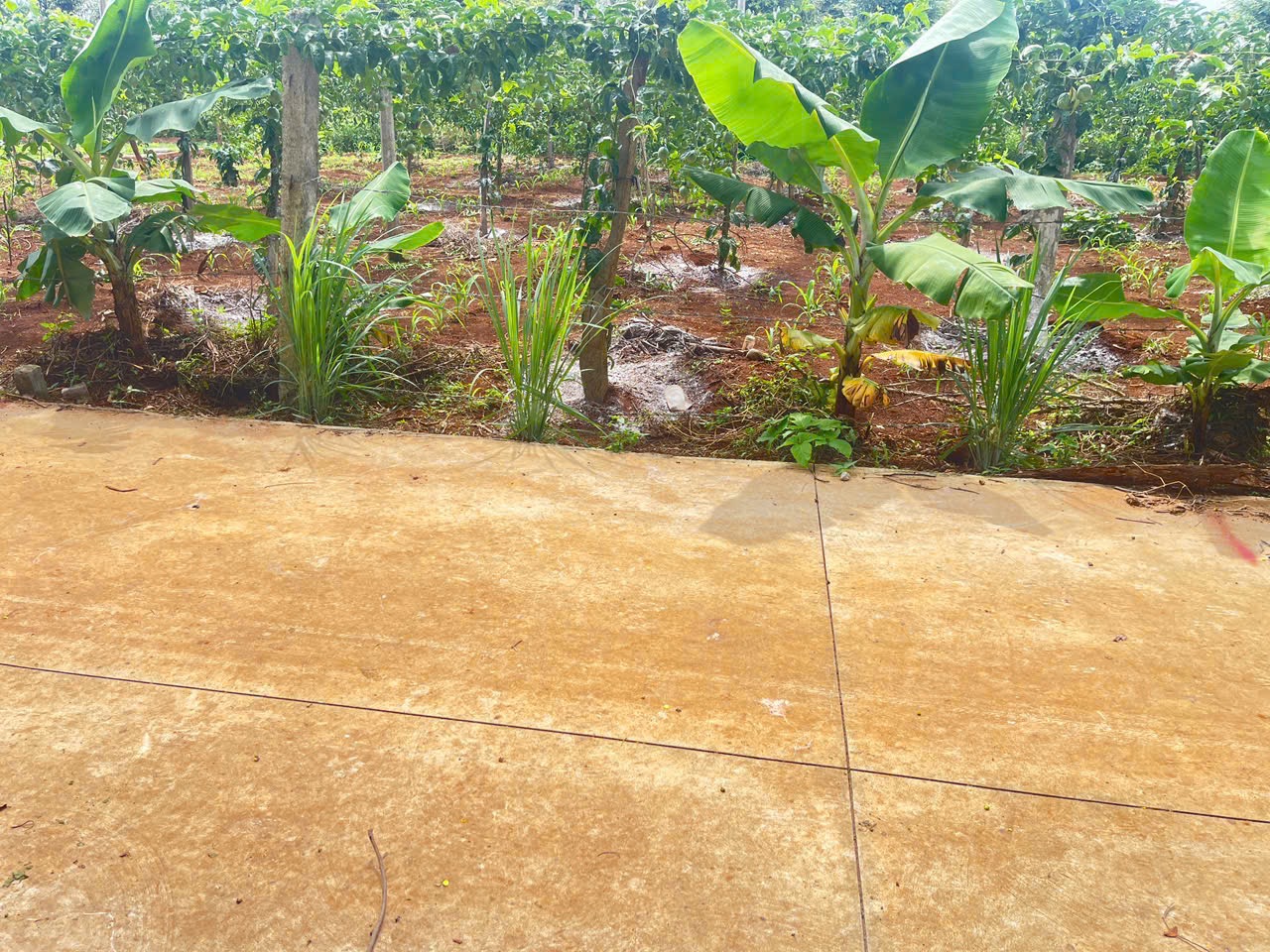 Bán Đất Thổ Cư 115m² Phường Tân An Buôn Ma Thuột – Giá 895 Triệu