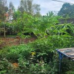 Bán Nhà Sân Vườn 328m² Hẻm Nguyễn Lương Bằng Tân Lập – 4 Tỷ 390 Triệu - ảnh 6