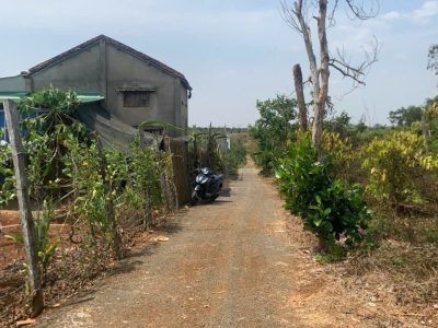 Bán Đất CLN 561m² Ea Nuôl Buôn Đôn – Giá 265 Triệu