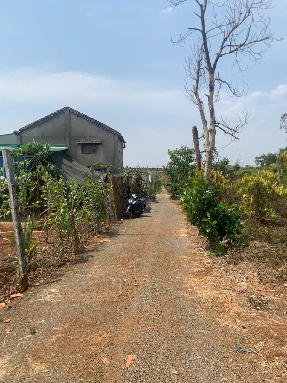 Bán Đất CLN 561m² Ea Nuôl Buôn Đôn – Giá 265 Triệu