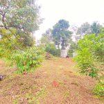 Bán Đất CLN 3100m² Hẻm Đường A3 Phường Tân An BMT – Giá 4 Tỷ Thương Lượng - ảnh 4