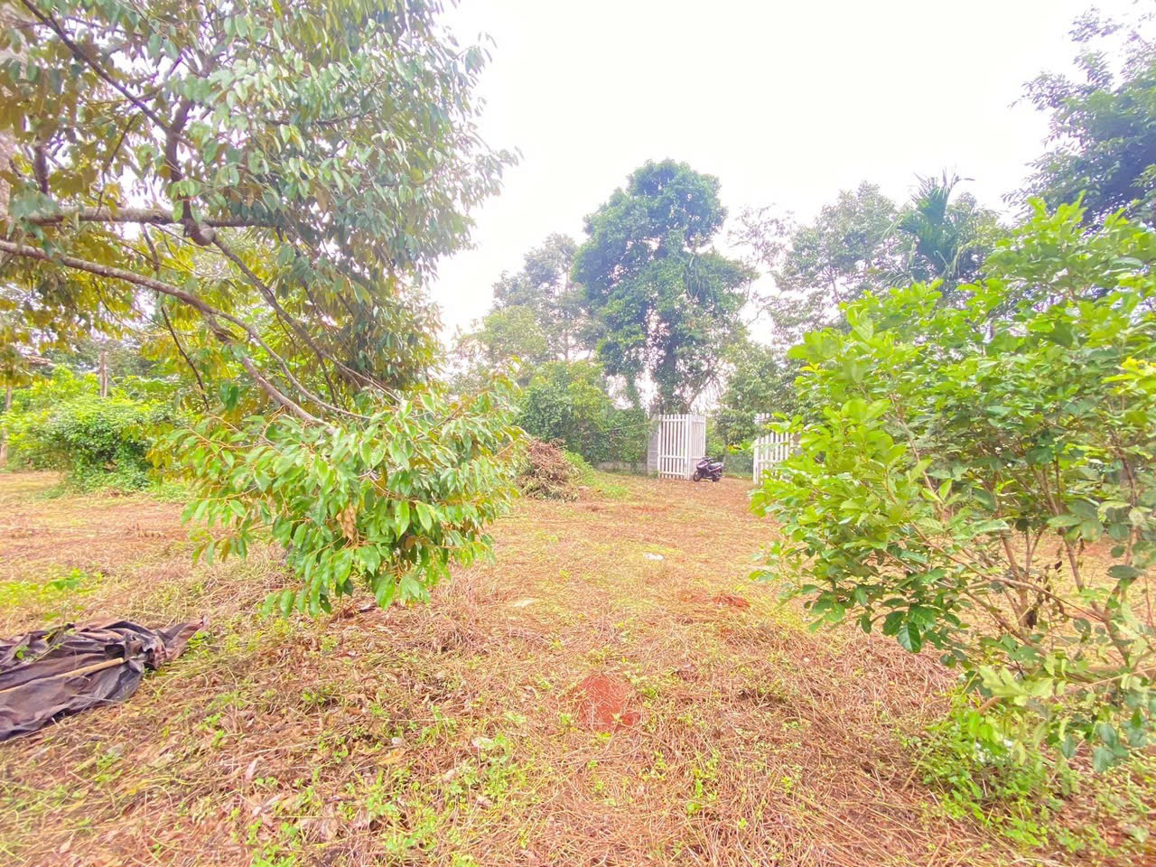 Bán Đất CLN 3100m² Hẻm Đường A3 Phường Tân An BMT – Giá 4 Tỷ Thương Lượng
