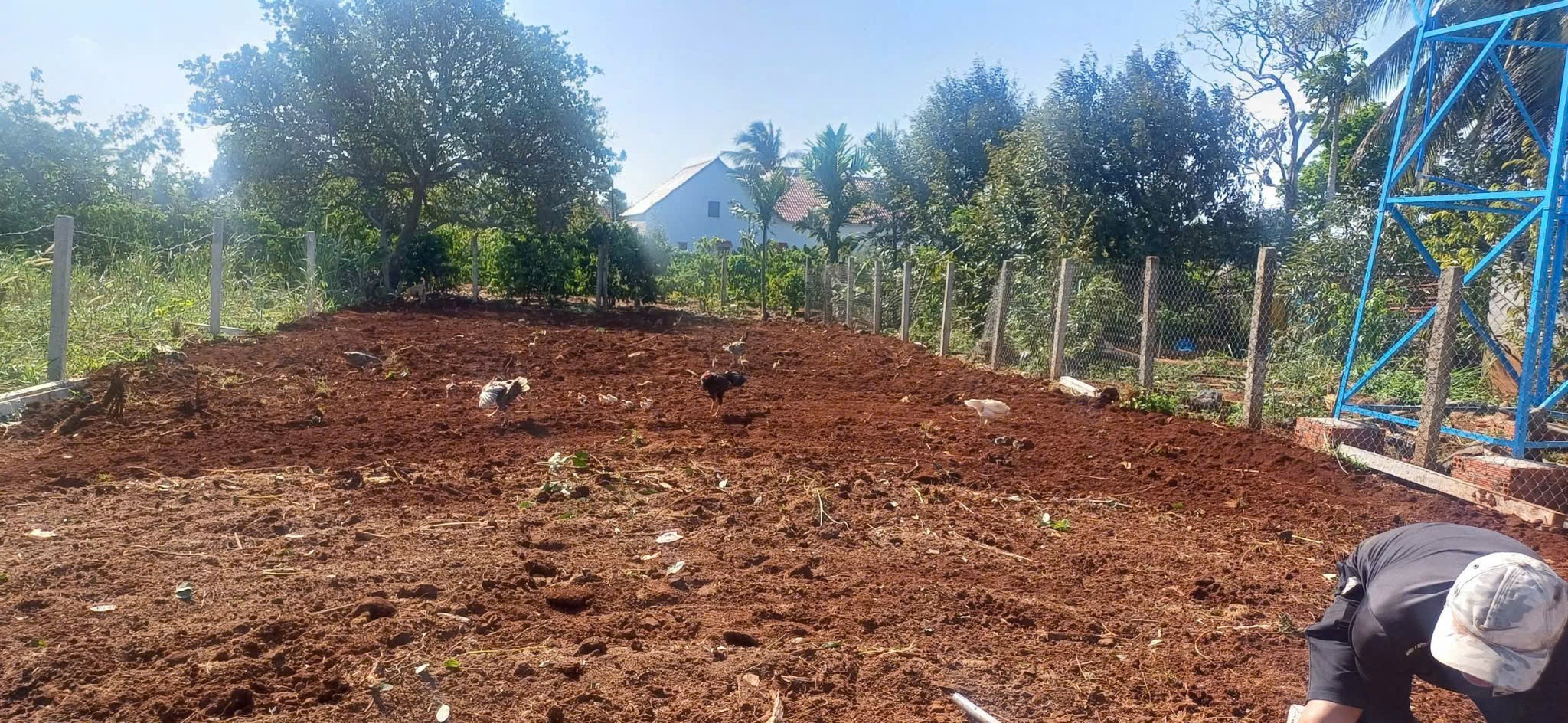 Bán Đất Nền 260m² Liền Kề Hòa Khánh, BMT – Mặt Đường Nhựa, Giá Tốt