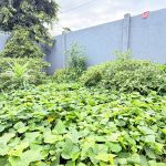 Bán Đất CLN 550m² Mặt Tiền Y Moan Buôn Ma Thuột – Giá 4 Tỷ 600 Triệu - ảnh 6