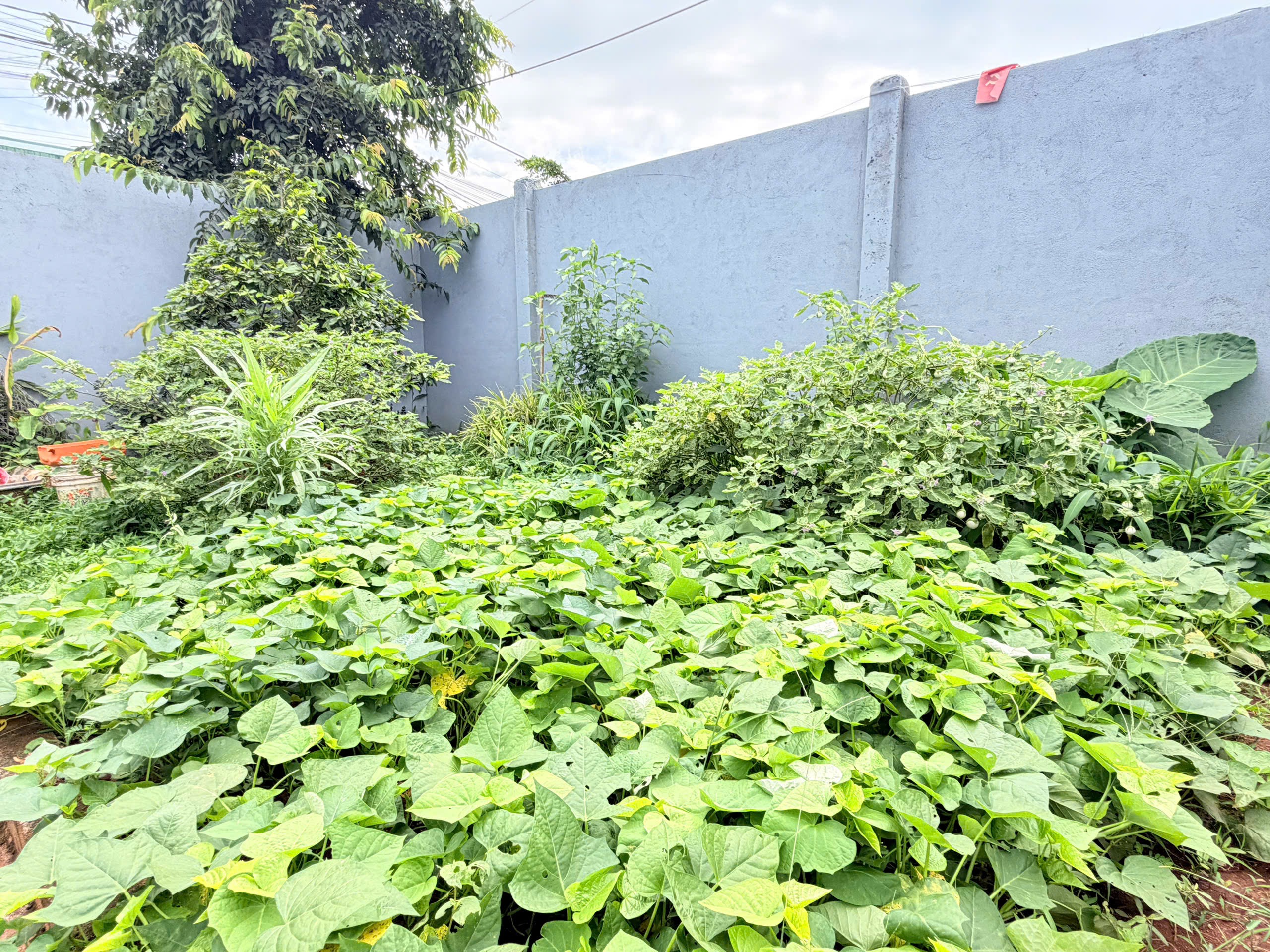 Bán Đất CLN 550m² Mặt Tiền Y Moan Buôn Ma Thuột – Giá 4 Tỷ 600 Triệu