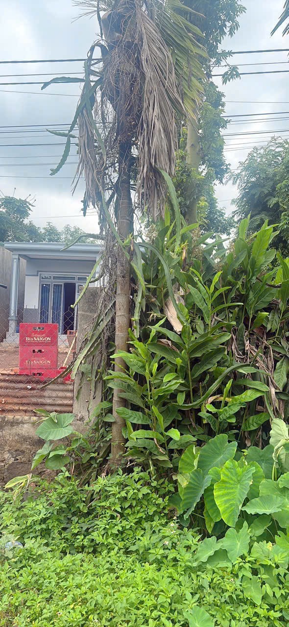 Bán Đất nền 200m² Buôn Huê Ea Kao Buôn Ma Thuột – Giá 599 Triệu