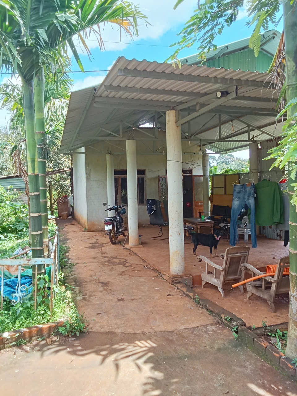 Bán Đất CLN 3500m² Xã Hòa Thắng BMT – Vườn Sầu Riêng Sau Viện Ekmat