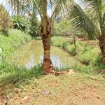 Bán Đất CLN 3500m² Xã Hòa Thắng BMT – Vườn Sầu Riêng Sau Viện Ekmat - ảnh 3