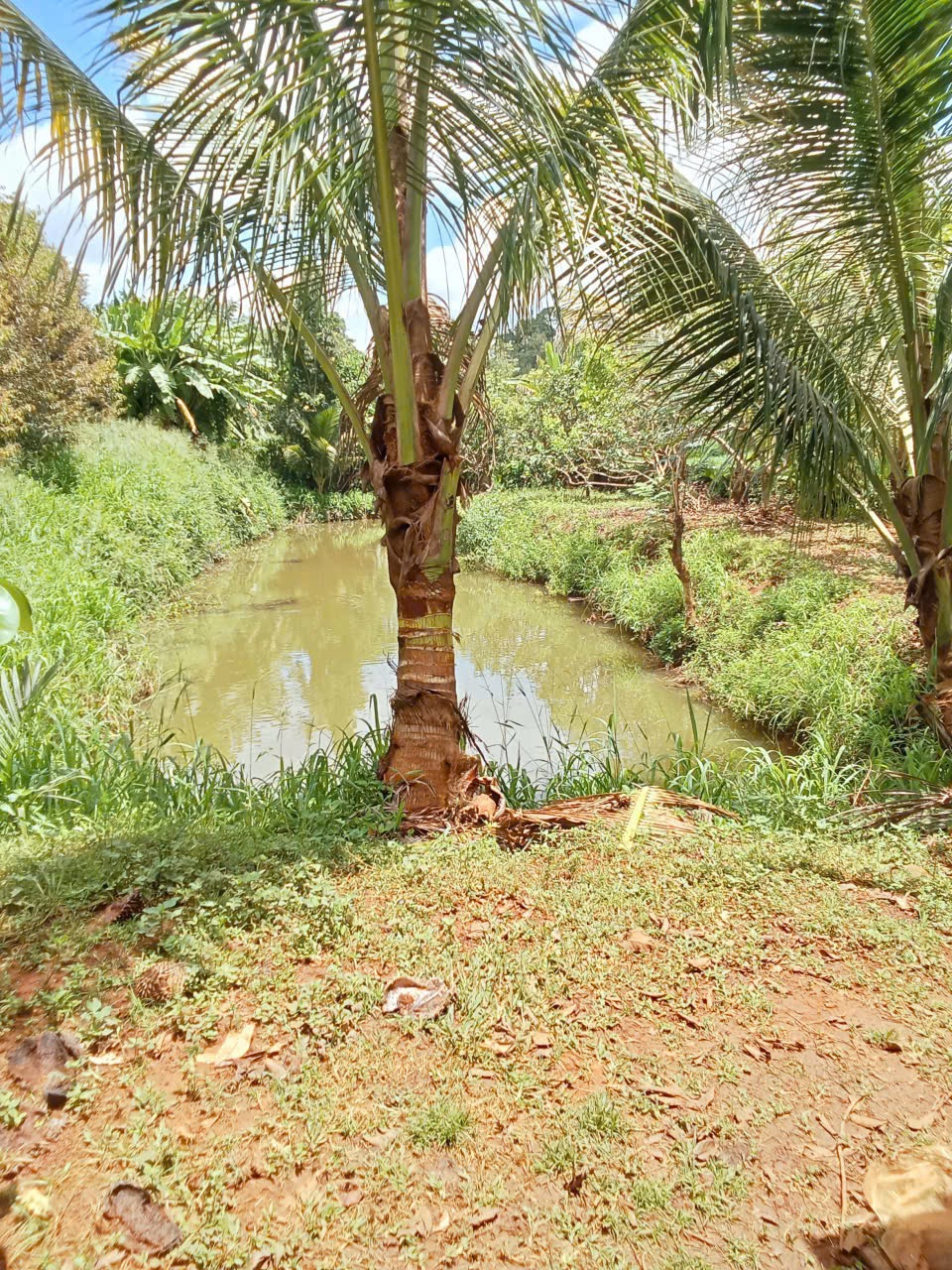 Bán Đất CLN 3500m² Xã Hòa Thắng BMT – Vườn Sầu Riêng Sau Viện Ekmat