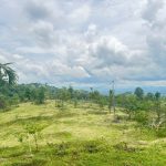 Bán Đất Vườn 20.000m² Gần Đường 19/5 Xã Ea Kao – Giá 8 Tỷ Thương Lượng - ảnh 3