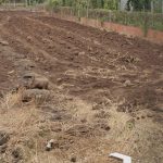 Bán Đất Nền 500m² Hòa Phú BMT – 2 Mặt Tiền Sát Khu Công Nghiệp - ảnh 2