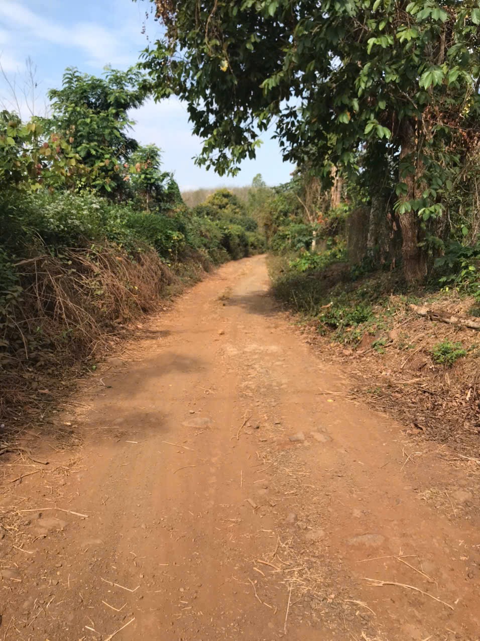Bán đất CLN 13.000 m² tại xã Hòa Phú, giá 400 triệu/sào