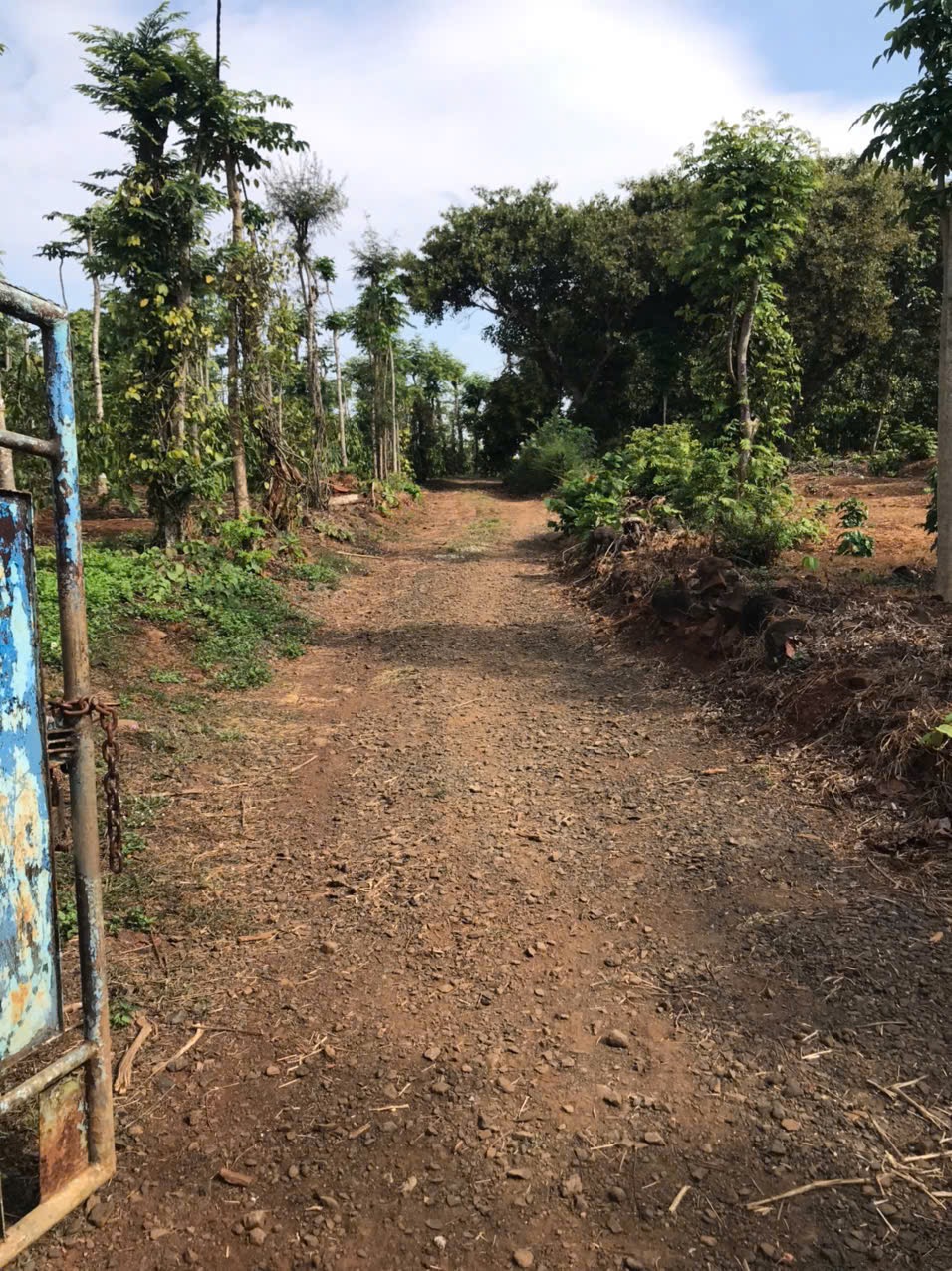 Bán đất CLN 13.000 m² tại xã Hòa Phú, giá 400 triệu/sào