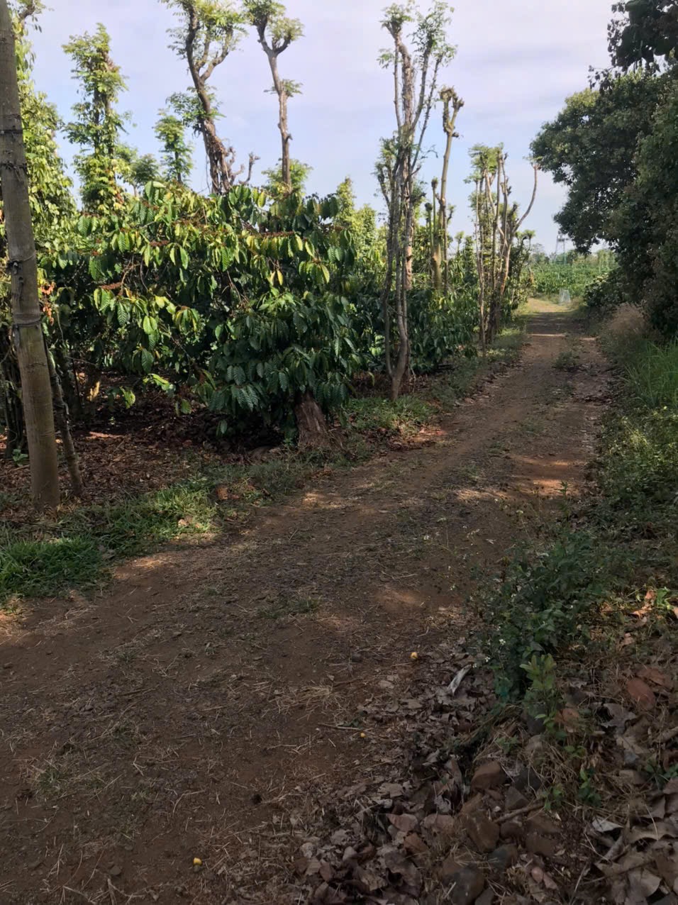 Bán đất CLN 13.000 m² tại xã Hòa Phú, giá 400 triệu/sào