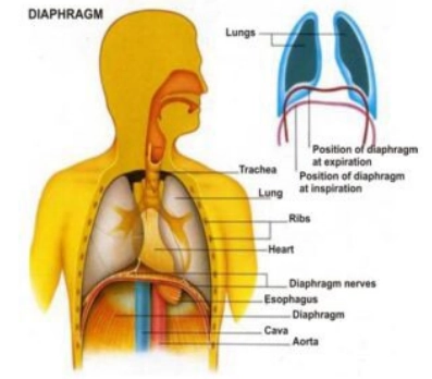 Nhão cơ hoành (ngực) - Diaphragmatic eventration (chest) 