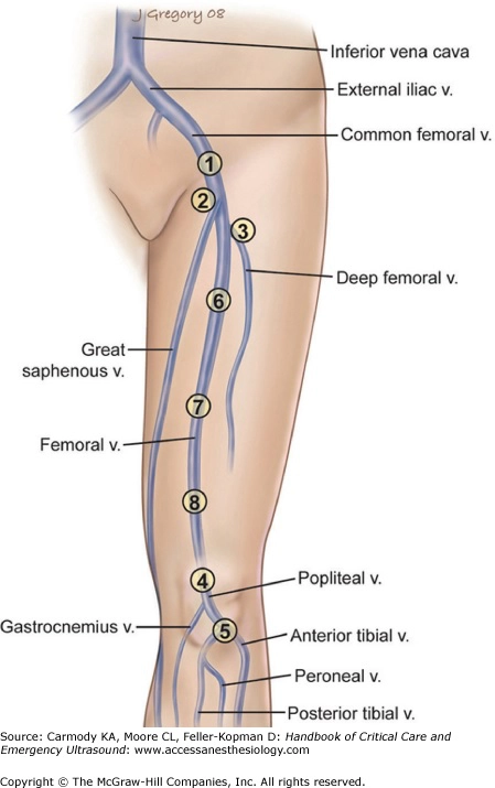 Mạch máu chi dưới (lower extremity vascular)