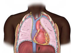 Giải phẫu trung thất