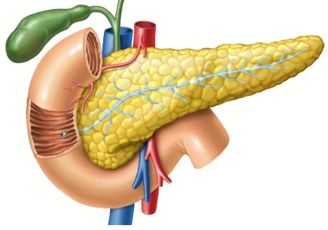 Ghép tụy (Pancreas Transplant)