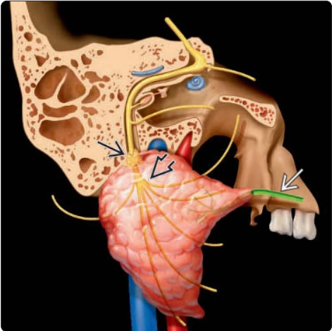 Tuyến nước bọt (Salivary glands)