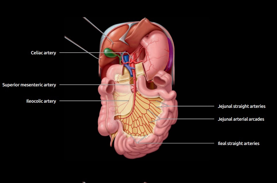 Ruột non (Small bowel)