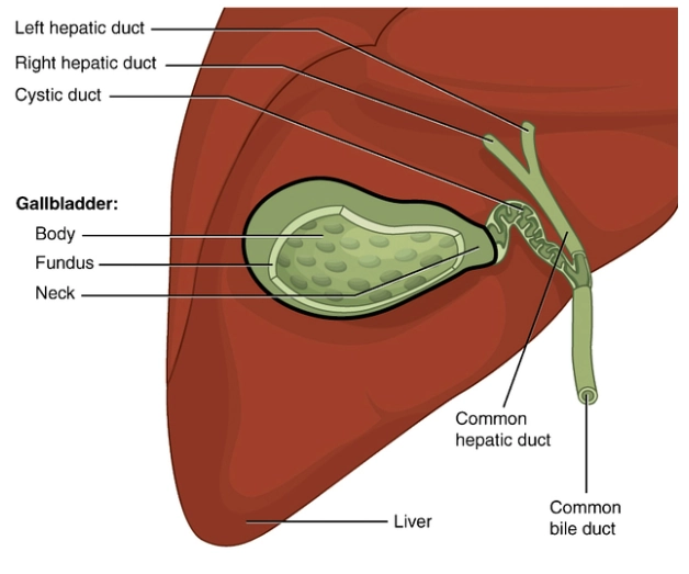Các biến thể giải phẫu đường mật (Biliary tree anatomy)