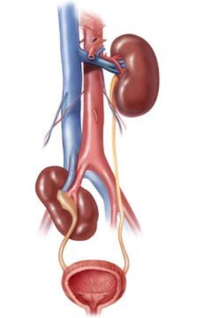 Thận lạc chỗ (Ectopic kidney)