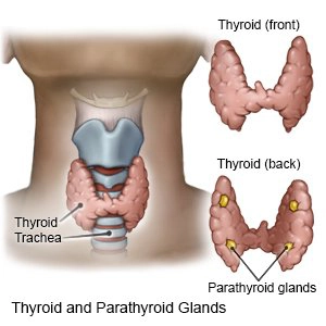 Adenoma cận giáp (Parathyroid adenoma)