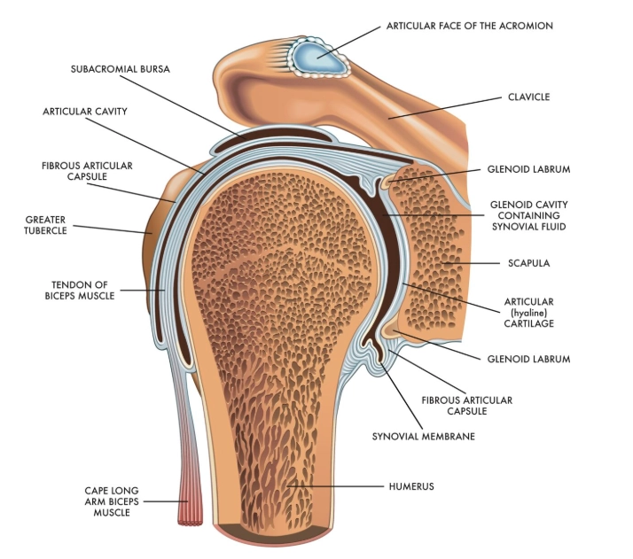 Nang cạnh sụn viền vai (Paralabral cyst of the shoulder) 