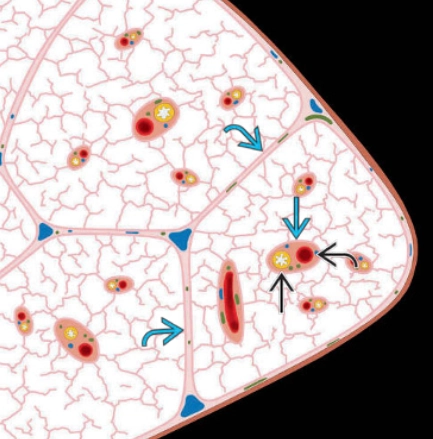 Tiểu thùy phổi thứ cấp (Secondary Pulmonary Lobule)