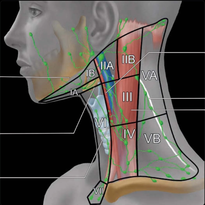 Hạch cổ &amp; nhiễm trùng cổ sâu (Cervical lymph nodes &amp; infections)