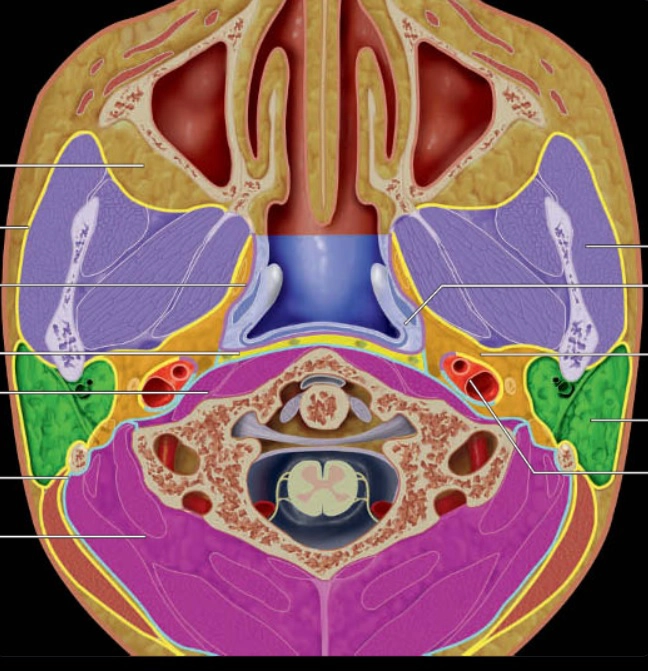 Các khoang cổ sâu (Deep neck spaces)