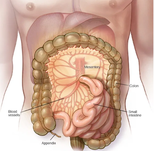 Viêm mạc treo xơ hóa (Sclerosing Mesenteritis)
