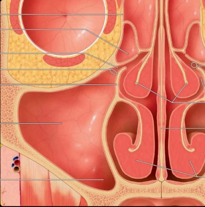 Xoang cạnh mũi, hốc mũi &amp; nền sọ trước (Sinonasal &amp; anterior skull base)
