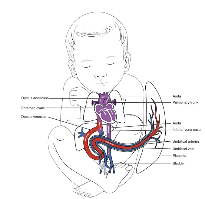 Bất thường mạch máu trong ổ bụng