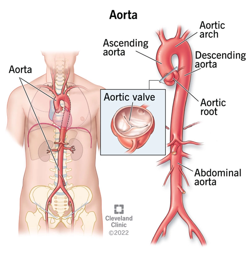 Động Mạch Chủ Bụng (Abdominal Aorta)