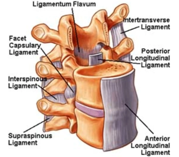 Cốt hóa dây chằng dọc sau (Ossification of the Posterior Longitudinal Ligament - OPLL)