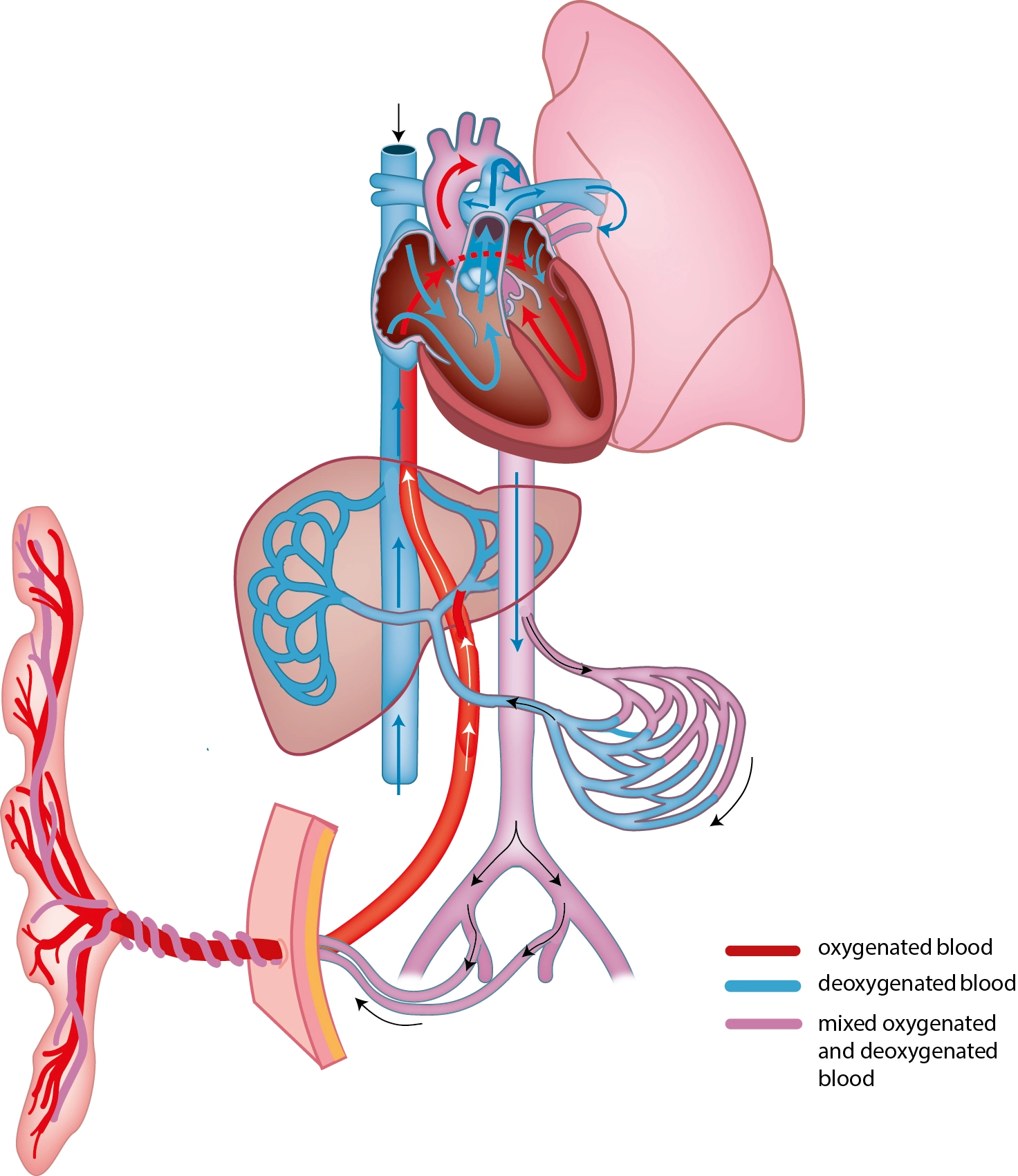 Giải phẫu siêu âm mạch máu bụng thai quý I