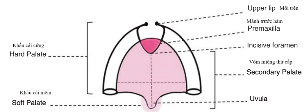 Giải phẫu siêu âm xương hàm trên