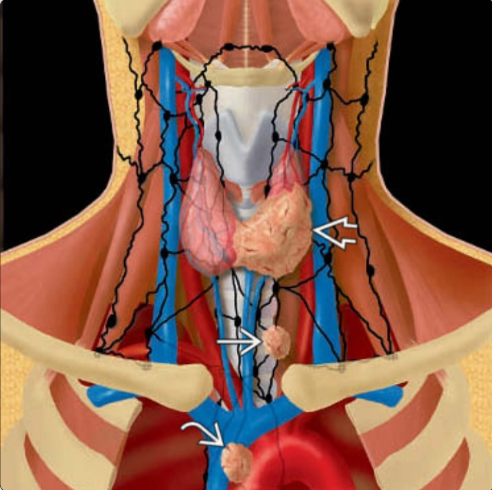 Tuyến giáp và cận giáp (Thyroid &amp; parathyroid)