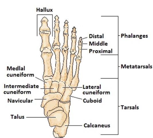 Gãy xương hộp (Cuboid fractures)