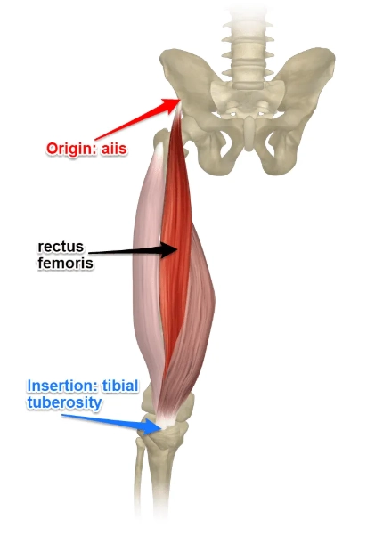 Tổn thương cơ thẳng đùi (Rectus femoris muscle injuries)(nhóm cơ gập háng)
