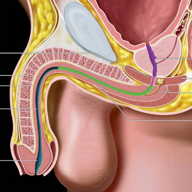 Hệ sinh dục nam (Male genitourinary)