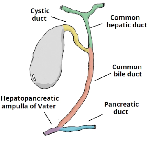 Viêm đường mật cấp (Acute cholangitis)