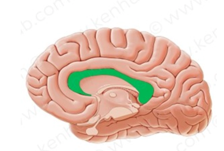 Bất sản thể chai hoàn toàn (Complete ACC)