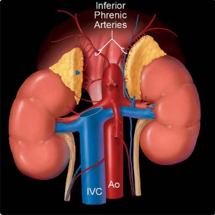 Tuyến thượng thận (Adrenal)
