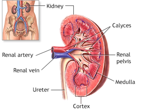 Hoại tử nhú thận (Renal papillary necrosis)